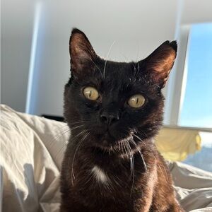 Meet your Posher, Ilinca